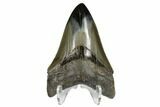 Serrated, Fossil Megalodon Tooth - Polished Tip #173902-2